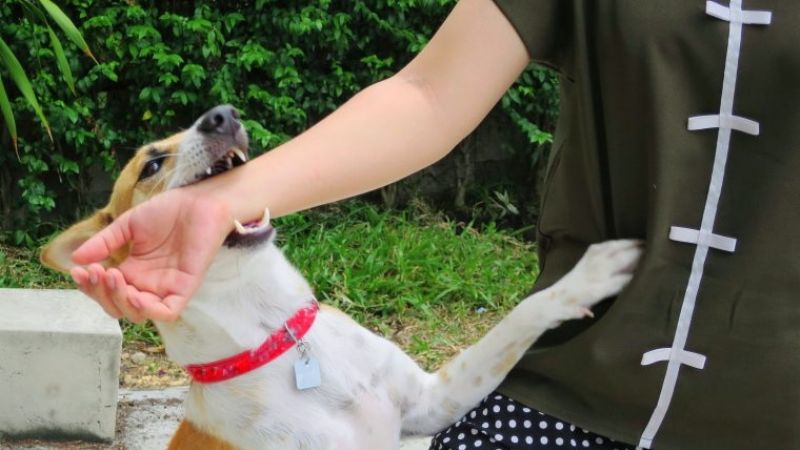 Alerta: cómo prevenir la rabia