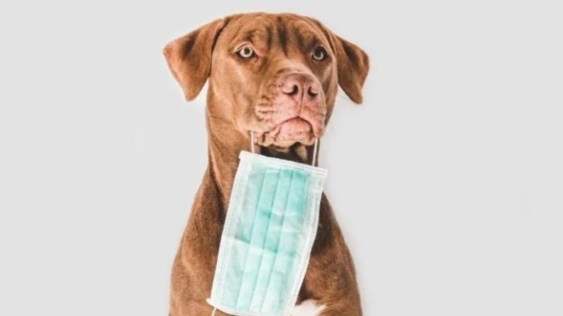 Alerta por un nuevo coronavirus generado en perros