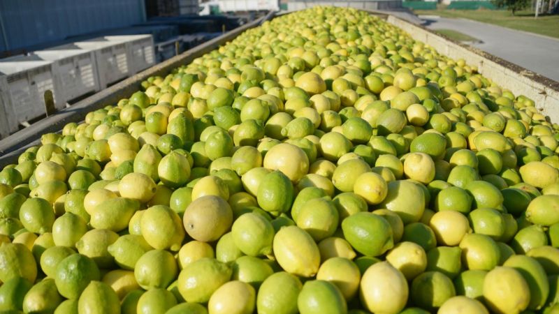 Las exportaciones de limones podrían generar hasta u$s500 millones anuales