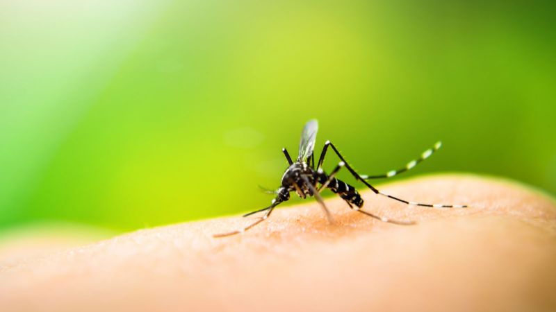 Prevenir el Dengue: lo más importante es la eliminación de criaderos