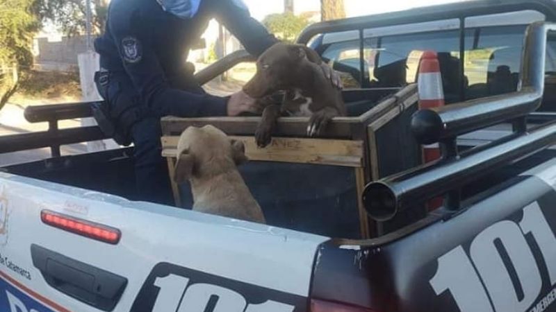 Detienen a personas por maltrato animal en Belén