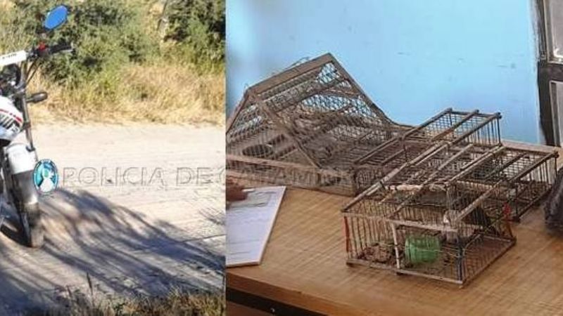 Secuestran aves canoras en Valle Viejo