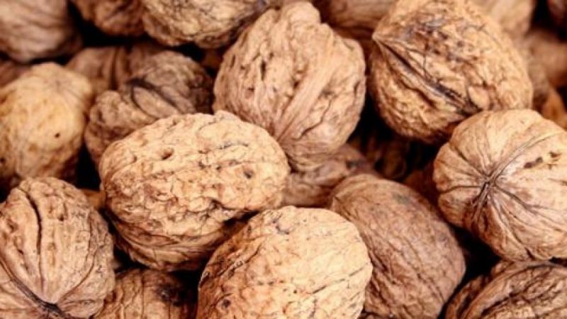 Se financiará proyecto nogalero con más de $12 millones de Nación