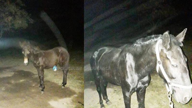 Secuestran animales sueltos en el sur de la Capital