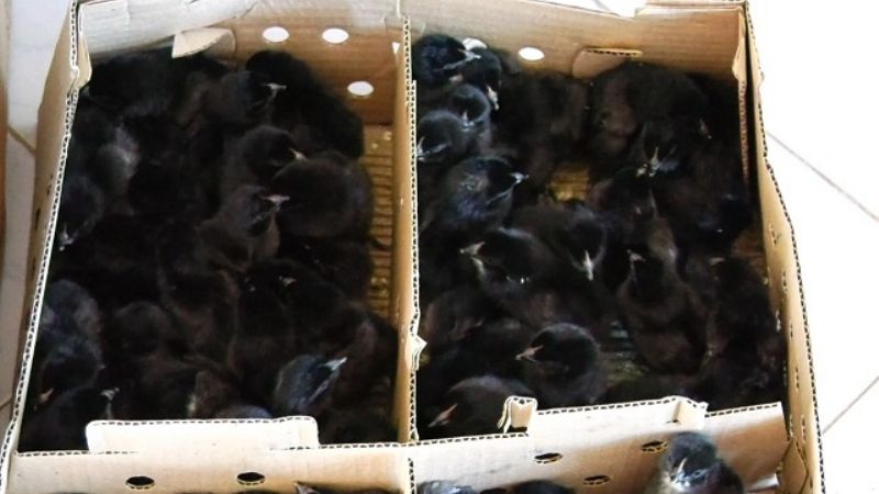 Entregan pollitas ponedoras a productores de Saujil