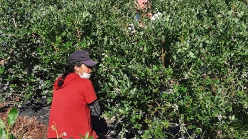Hay un 90% de mano de obra local en las cosechas