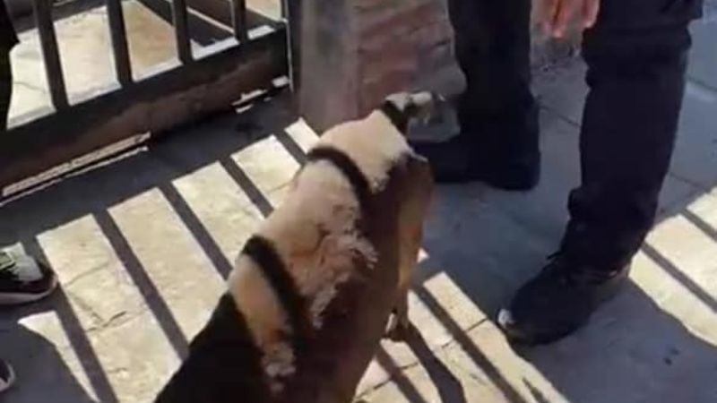 Rescatan a un perro que quedó atrapado entre las rejas