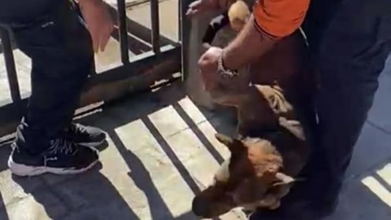 Rescatan a un perro que quedó atrapado entre las rejas