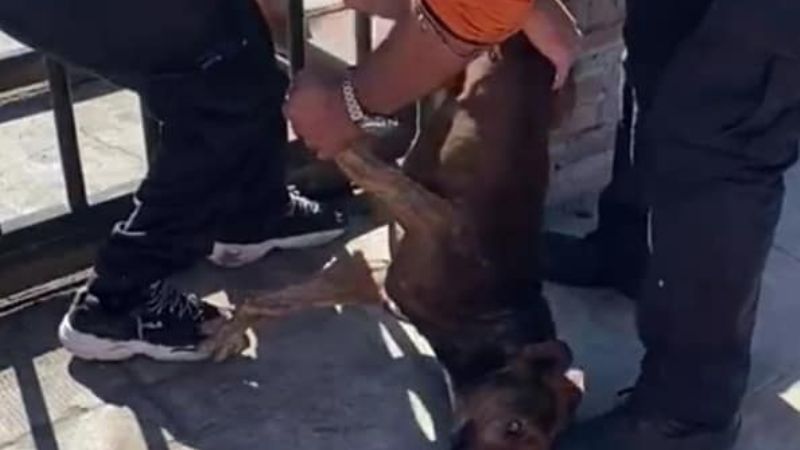Rescatan a un perro que quedó atrapado entre las rejas