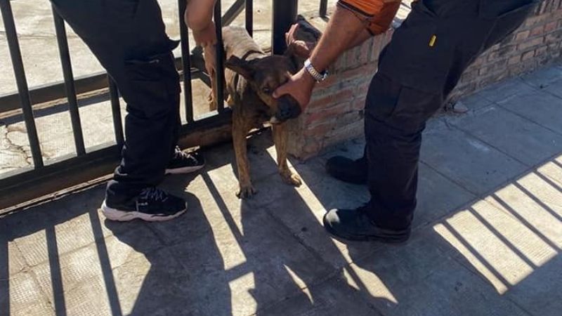 Rescatan a un perro que quedó atrapado entre las rejas