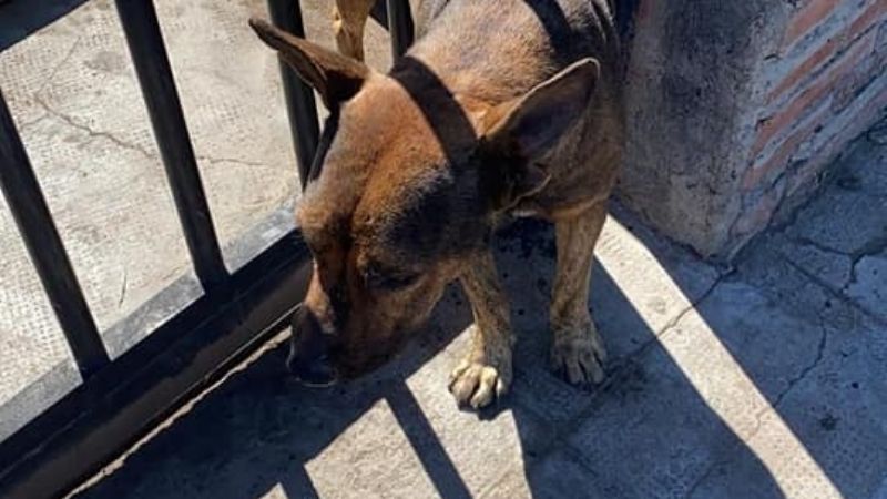 Rescatan a un perro que quedó atrapado entre las rejas