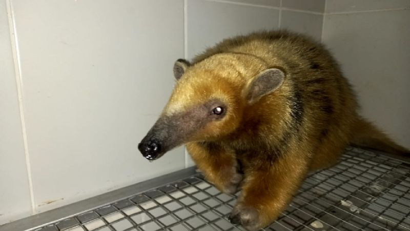 Regresan a su hábitat natural a un oso melero