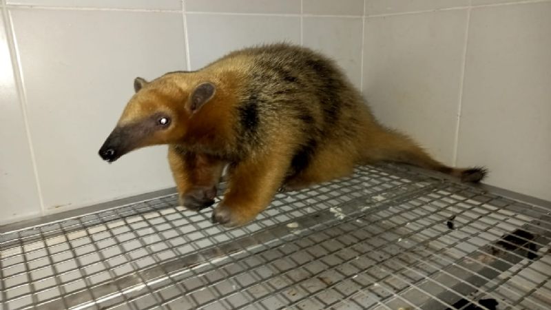 Regresan a su hábitat natural a un oso melero