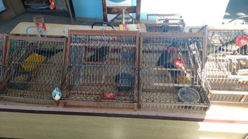 Secuestran aves en Capayán