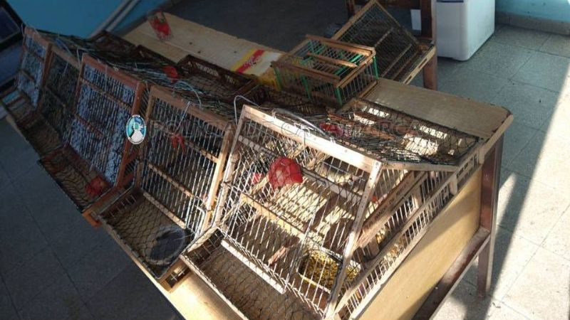 Secuestran aves en Capayán