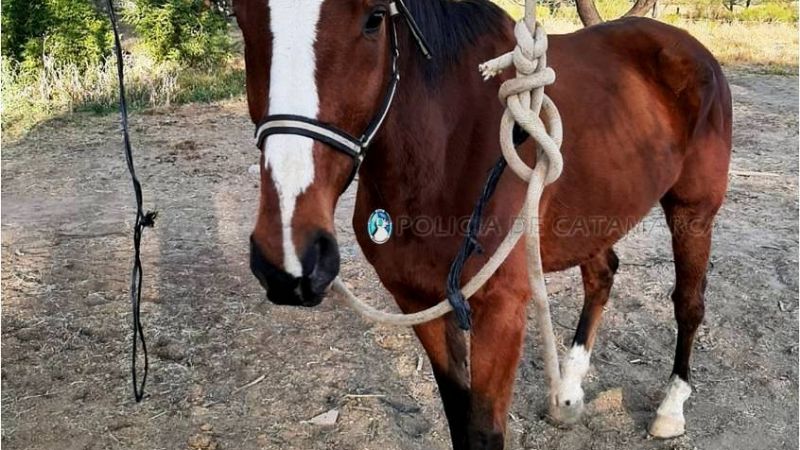 Secuestran dos caballos sueltos en la Capital