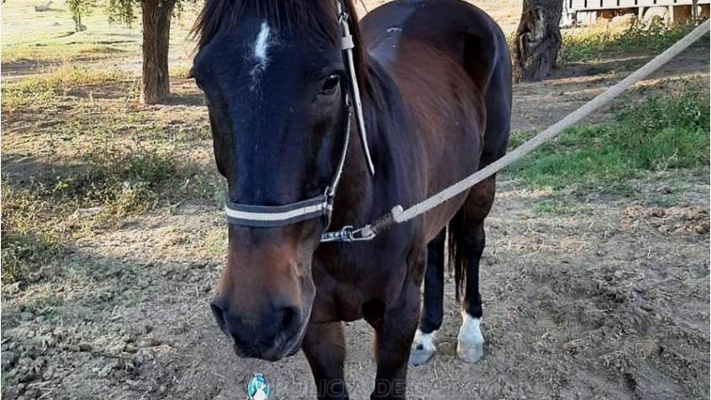 Secuestran dos caballos sueltos en la Capital