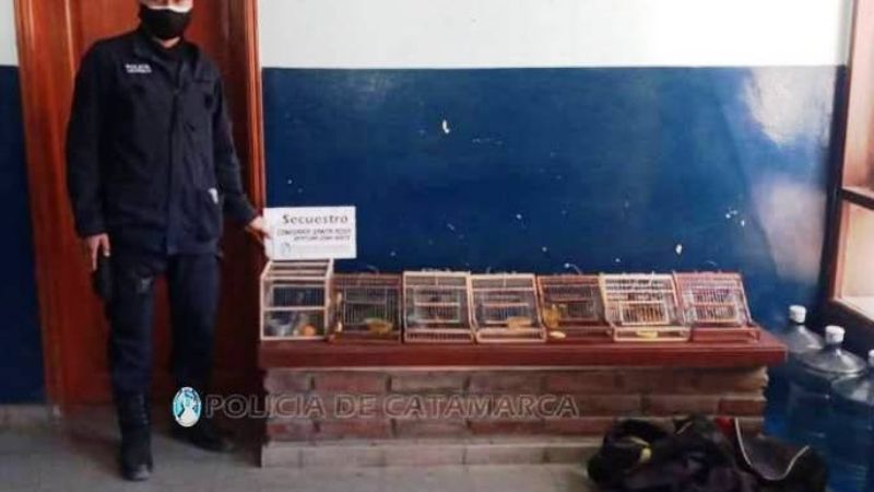 Secuestran aves cánoras