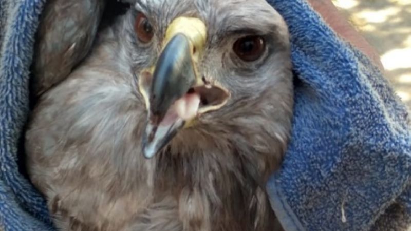 Rescatan un águila coronada en Pomán