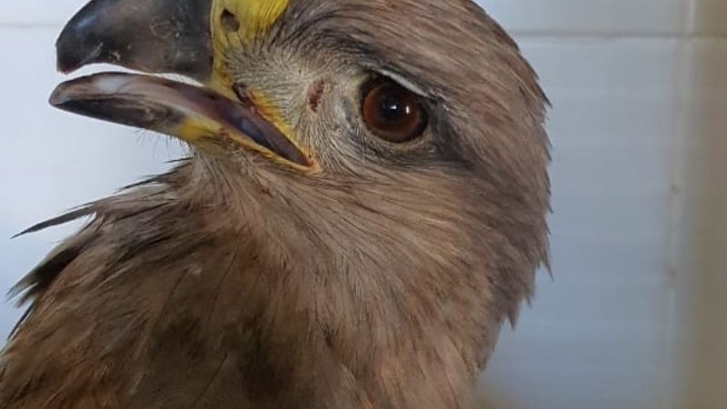 Rescatan un águila coronada en Pomán