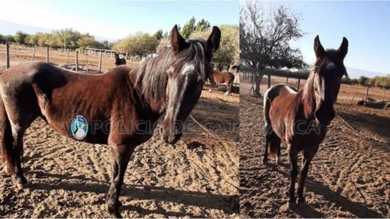 Secuestran un equino suelto