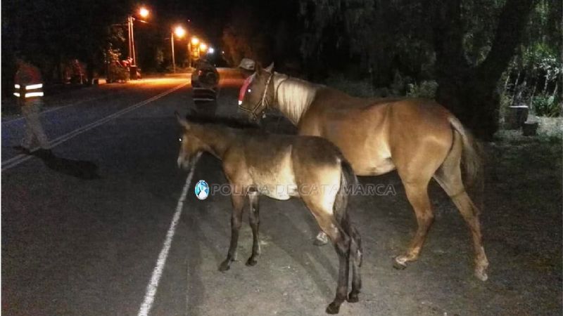 Secuestran animales en Capital y FME