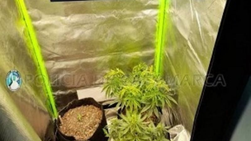 Allanaron una vivienda por una estafa virtual, y encontraron plantines de marihuana