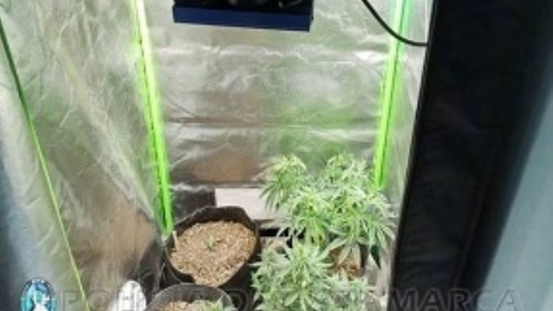 Allanaron una vivienda por una estafa virtual, y encontraron plantines de marihuana