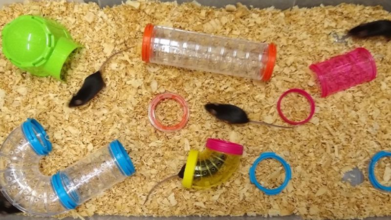 Buscan controlar los daños neurocognitivos generados por la toxoplasmosis