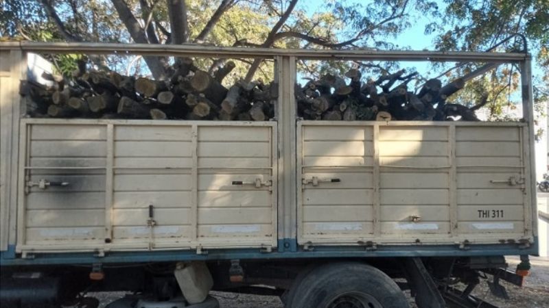 Incautan material forestal en el interior