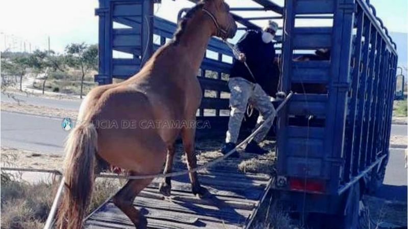 Secuestran tres caballos en Valle Chico