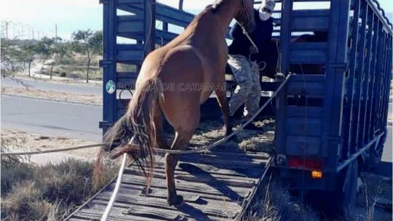 Secuestran tres caballos en Valle Chico