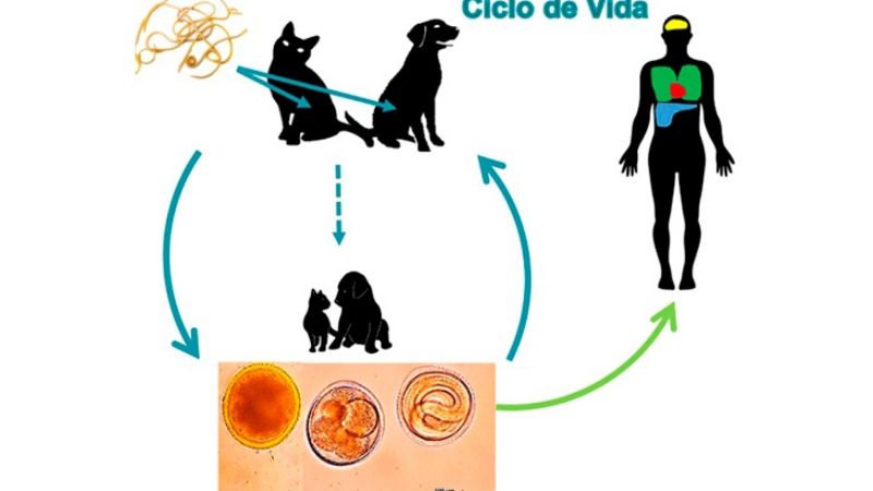 Una alternativa para la detección del parásito que produce la Toxocariosis