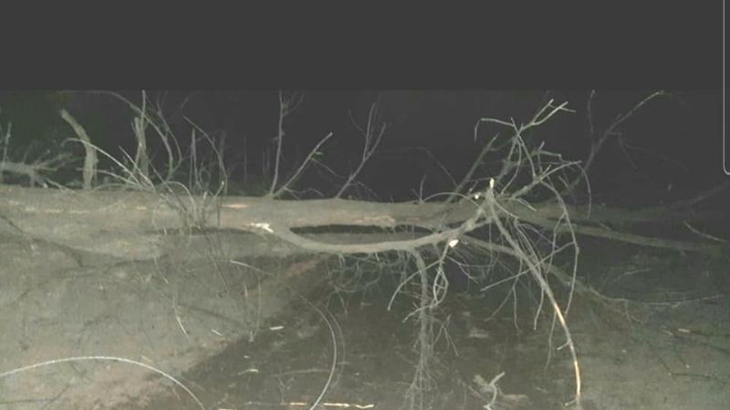 Se cayó un árbol y barrios de Tinogasta quedaron sin luz