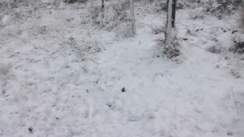 El Rodeo también se tiñó de blanco