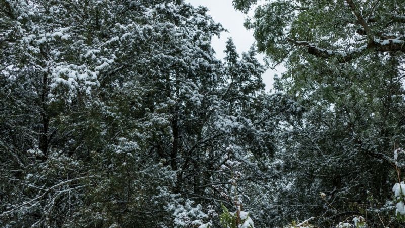Nieve en los bosques nativos de Catamarca