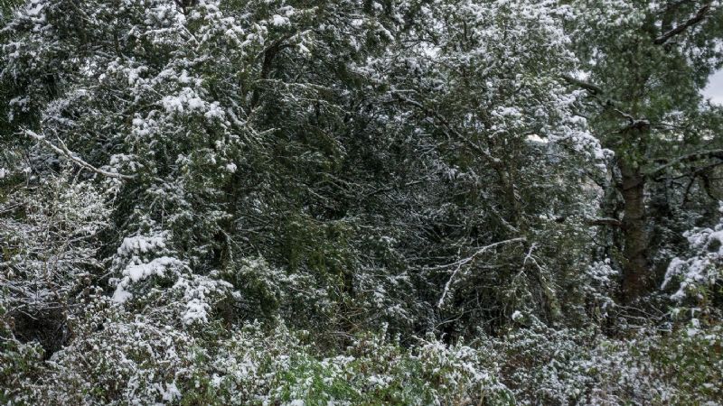 Nieve en los bosques nativos de Catamarca