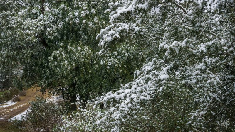 Nieve en los bosques nativos de Catamarca