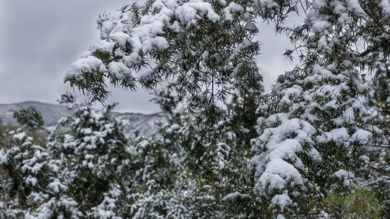 Nieve en los bosques nativos de Catamarca
