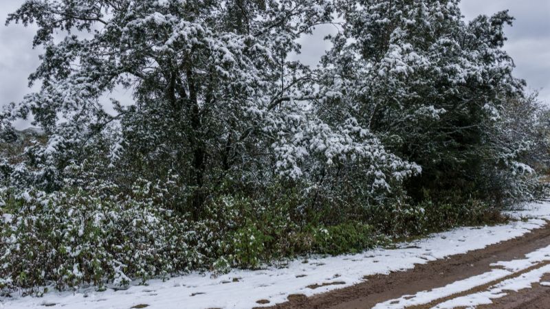 Nieve en los bosques nativos de Catamarca