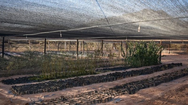 Puesta en valor de vivero forestal