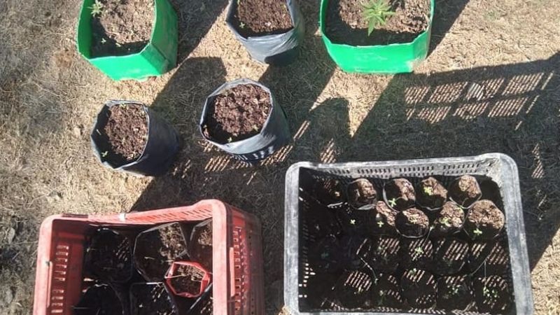 Descubren vivero de marihuana