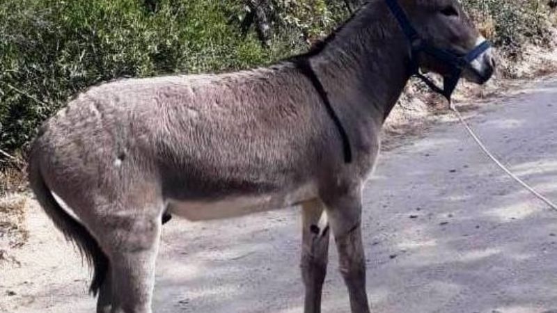 Recuperaron un asno robado