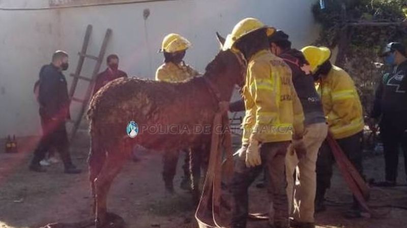 Policías y Bomberos rescataron a un caballo