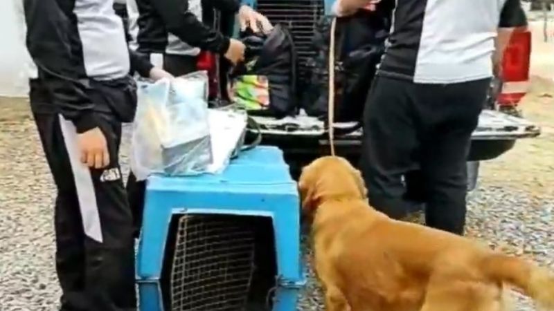 Perros adiestrados colaborarán con la búsqueda de Guadalupe