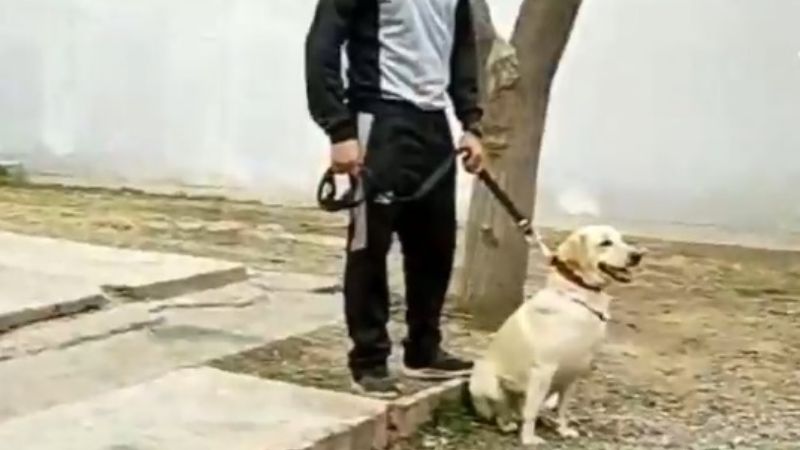 Perros adiestrados colaborarán con la búsqueda de Guadalupe