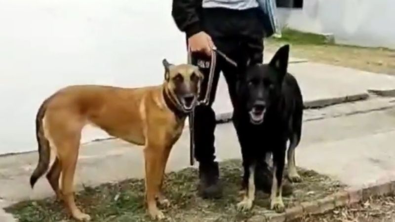 Perros adiestrados colaborarán con la búsqueda de Guadalupe