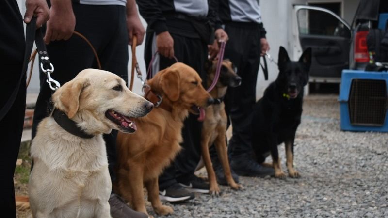 Perros adiestrados colaborarán con la búsqueda de Guadalupe