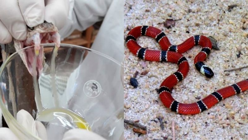 Nanotecnología y venenos, una dupla efectiva y con mucho potencial médico