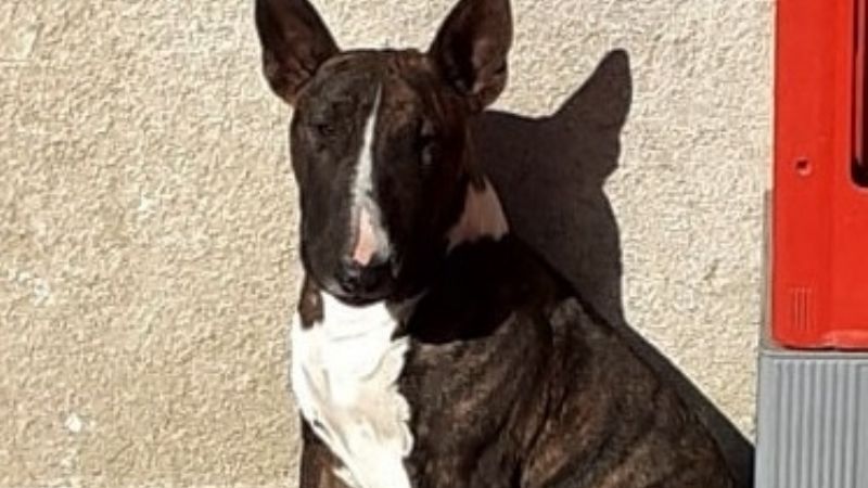 Piden ayuda para dar con el paradero de una perrita